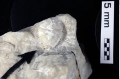 Foto (Detailansicht) von Longodromites ovalis (Moericke, 1897) (NHMW-GEO-1990-0041-0237)